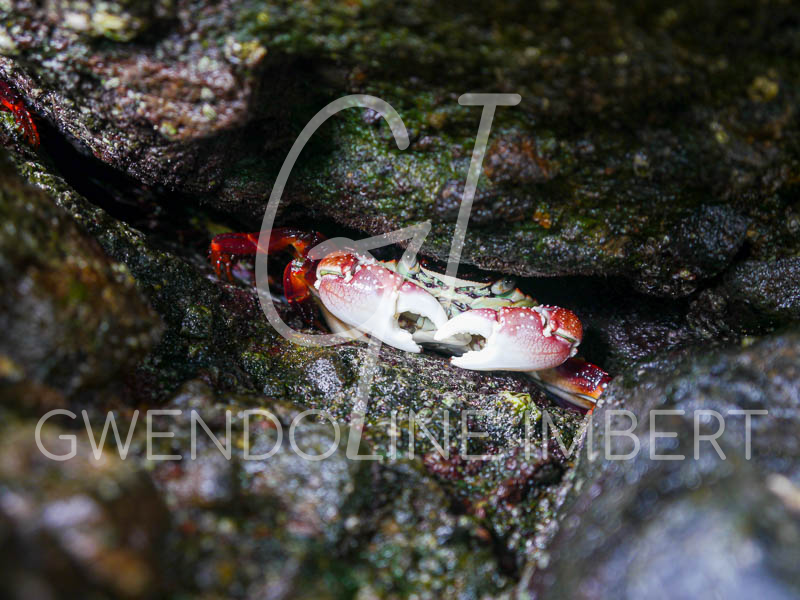 Crabe en Nouvelle-Zélande, crabe rouge et blanc entre 2 rochers noirs, forme un cœur avec ses pinces. Photographie 24 MP (6000x4000px). Impression jusqu'au A0. En téléchargement numérique uniquement. Décoration intérieure, décoration voyage, décoration professionnelle, décoration hôtels, art mural, art numérique, évasion.
