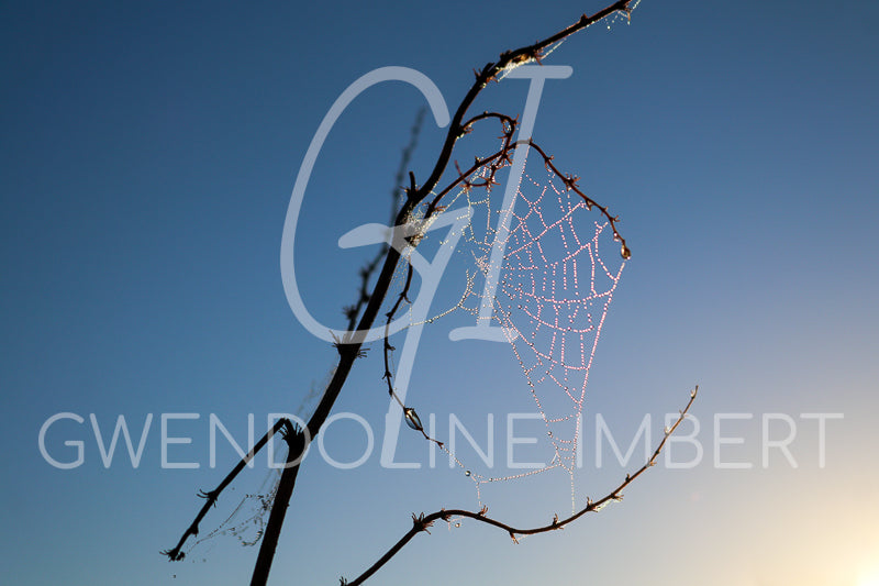 Toile d'araignée sous la rosée matinale