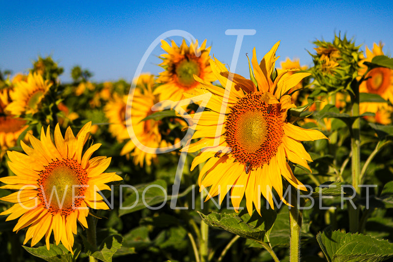 Tournesols ensoleillés
